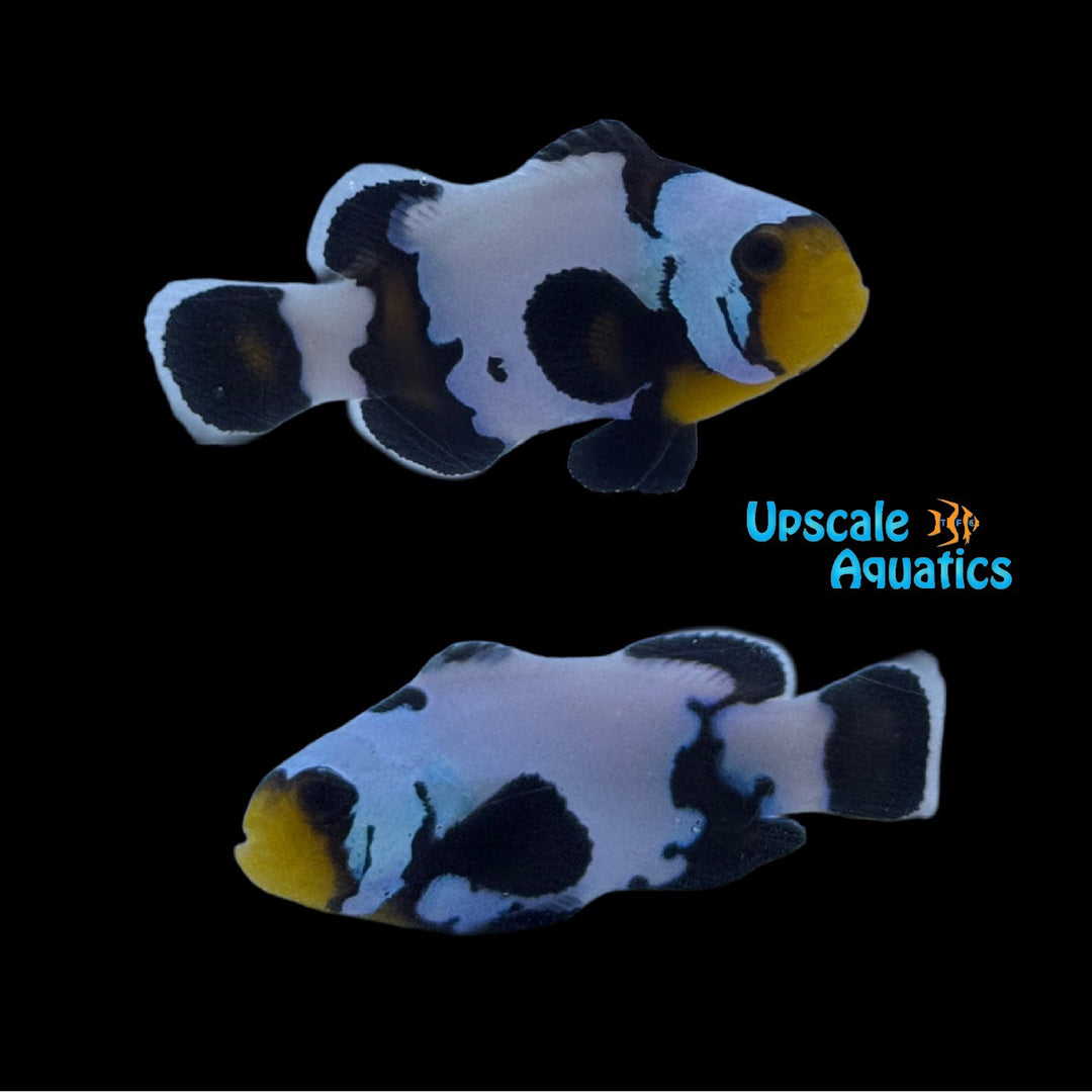 Premium  Phantom Clownfish (Amphiprion ocellaris)