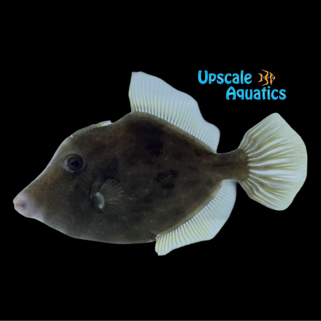 Planehead Filefish (Stephanolepis hispidus)