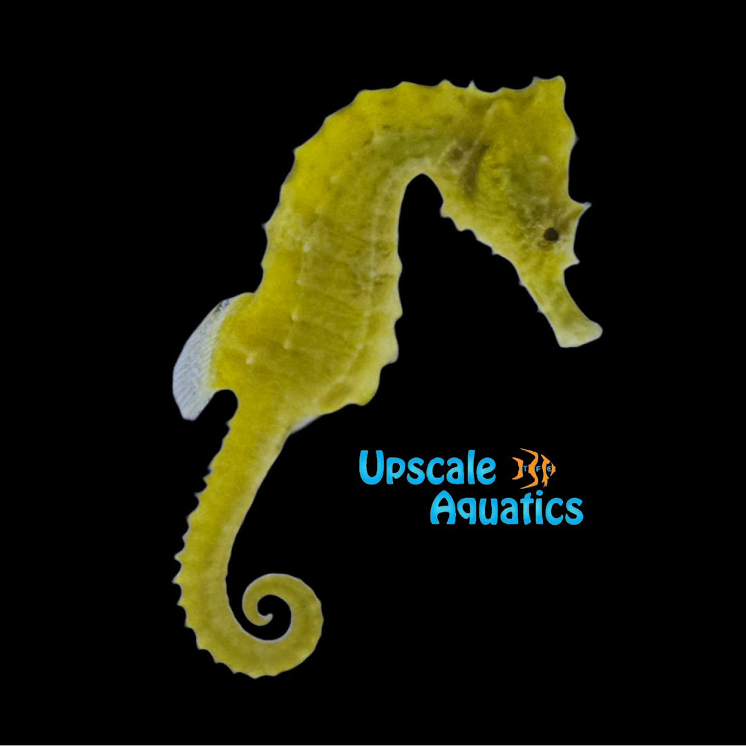 Yellow Erectus Seahorse - Wild (Hippocampus erectus)