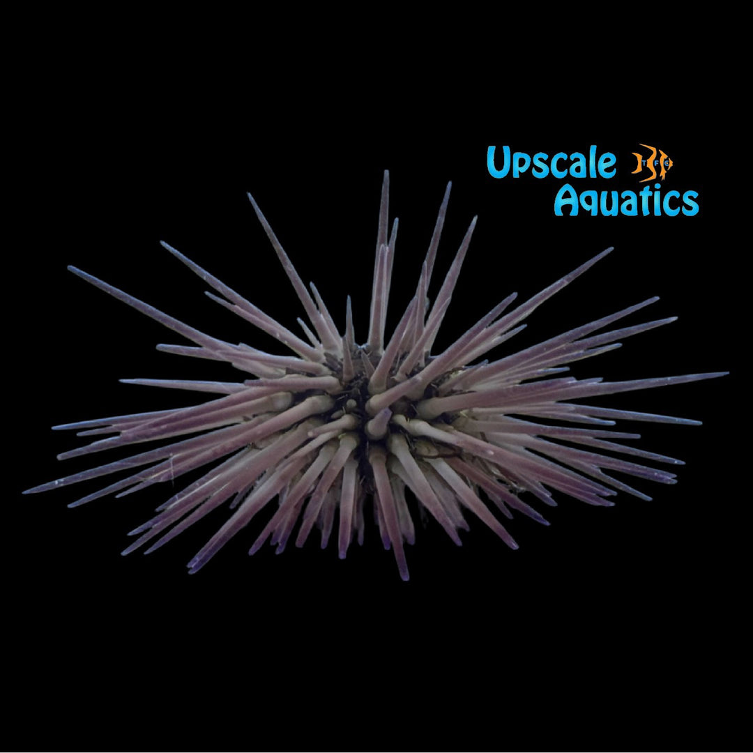 Atlantic Purple Urchin (Arbacia punctulata)