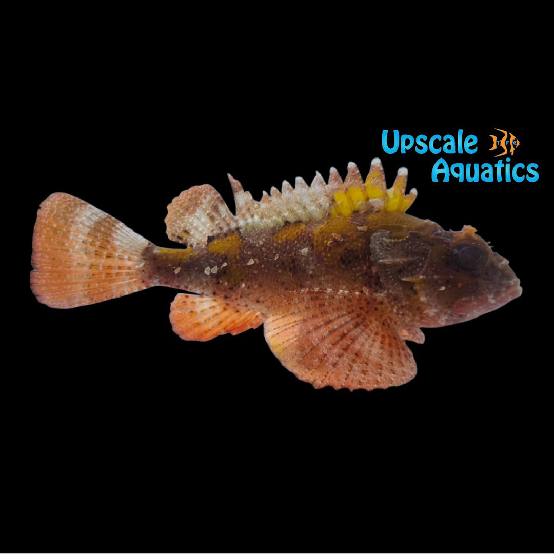 Smoothcheek Scorpionfish (Scorpaena isthmensis)