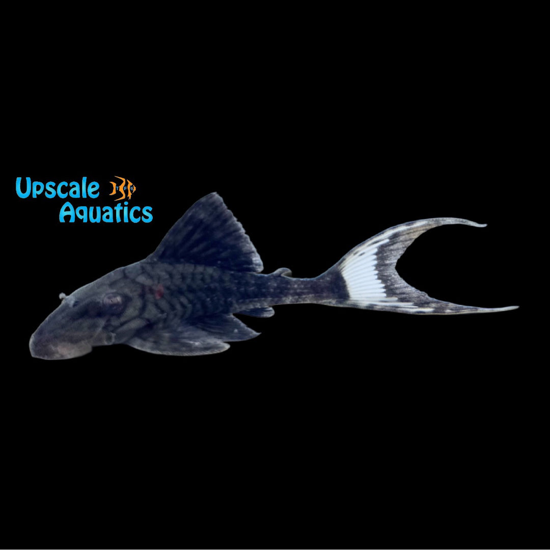 Papa Lyretail Pleco L090 (Panaque bathyphilus)