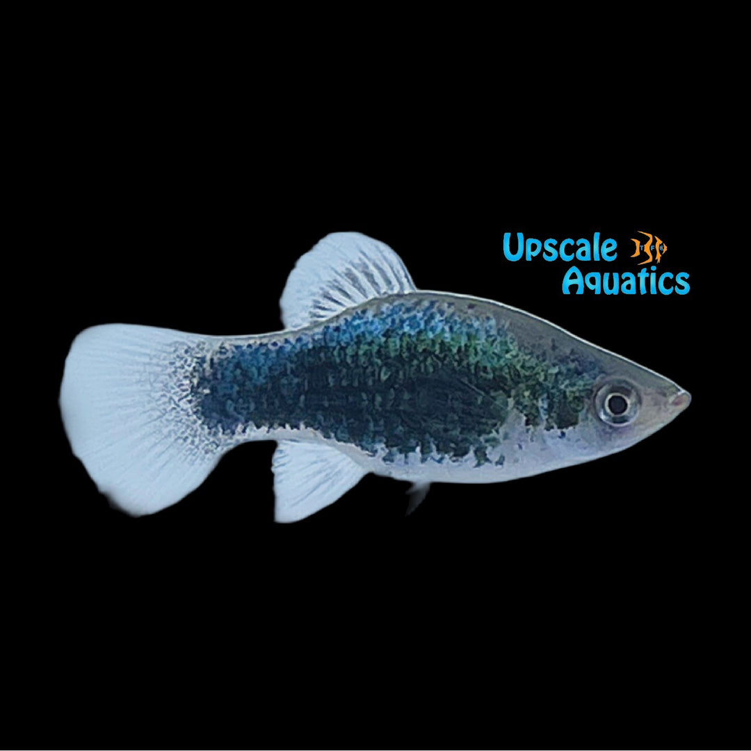 Green Lantern Platy (Xiphophorus maculatus)