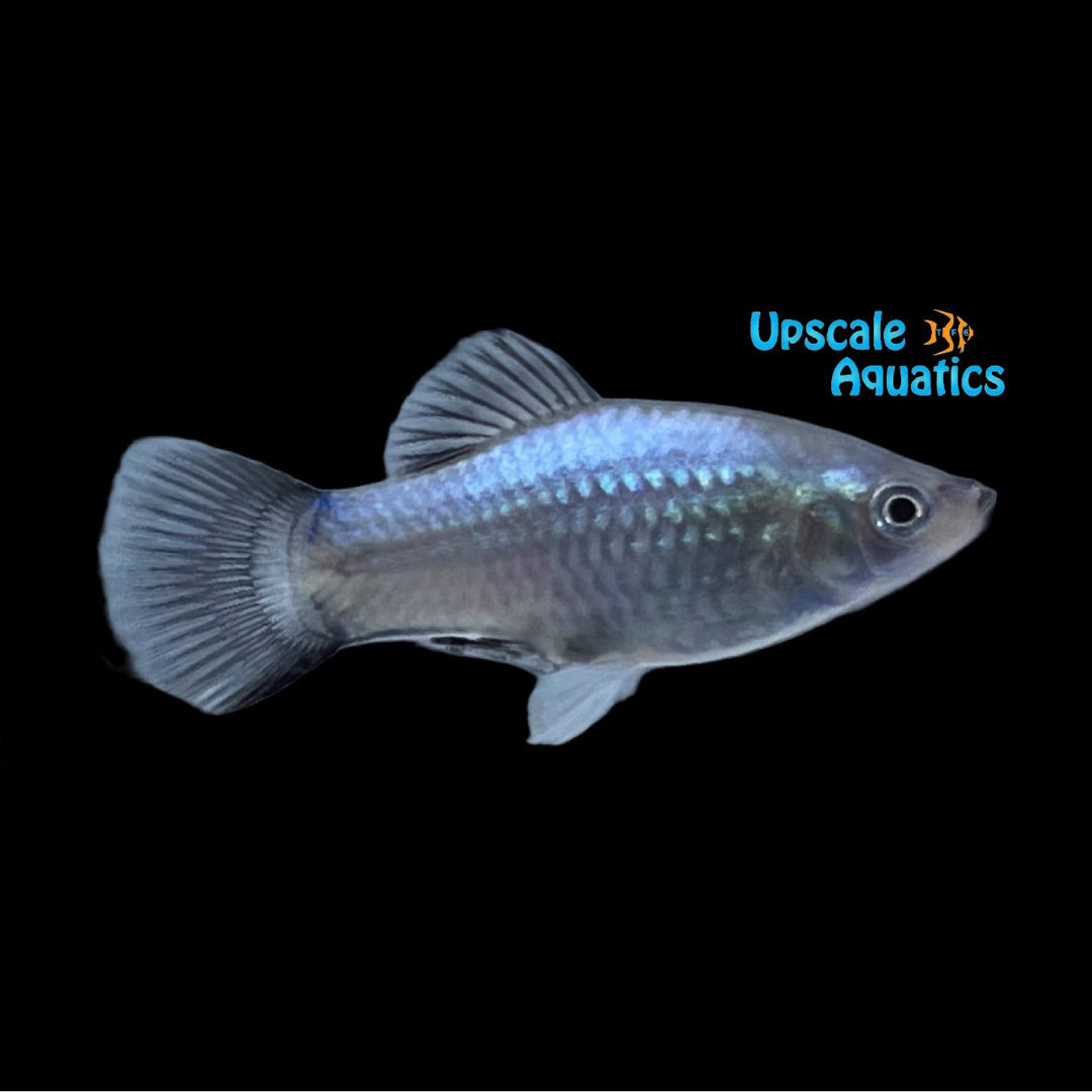 Neon Blue Wag Platy (Xiphophorus maculatus)