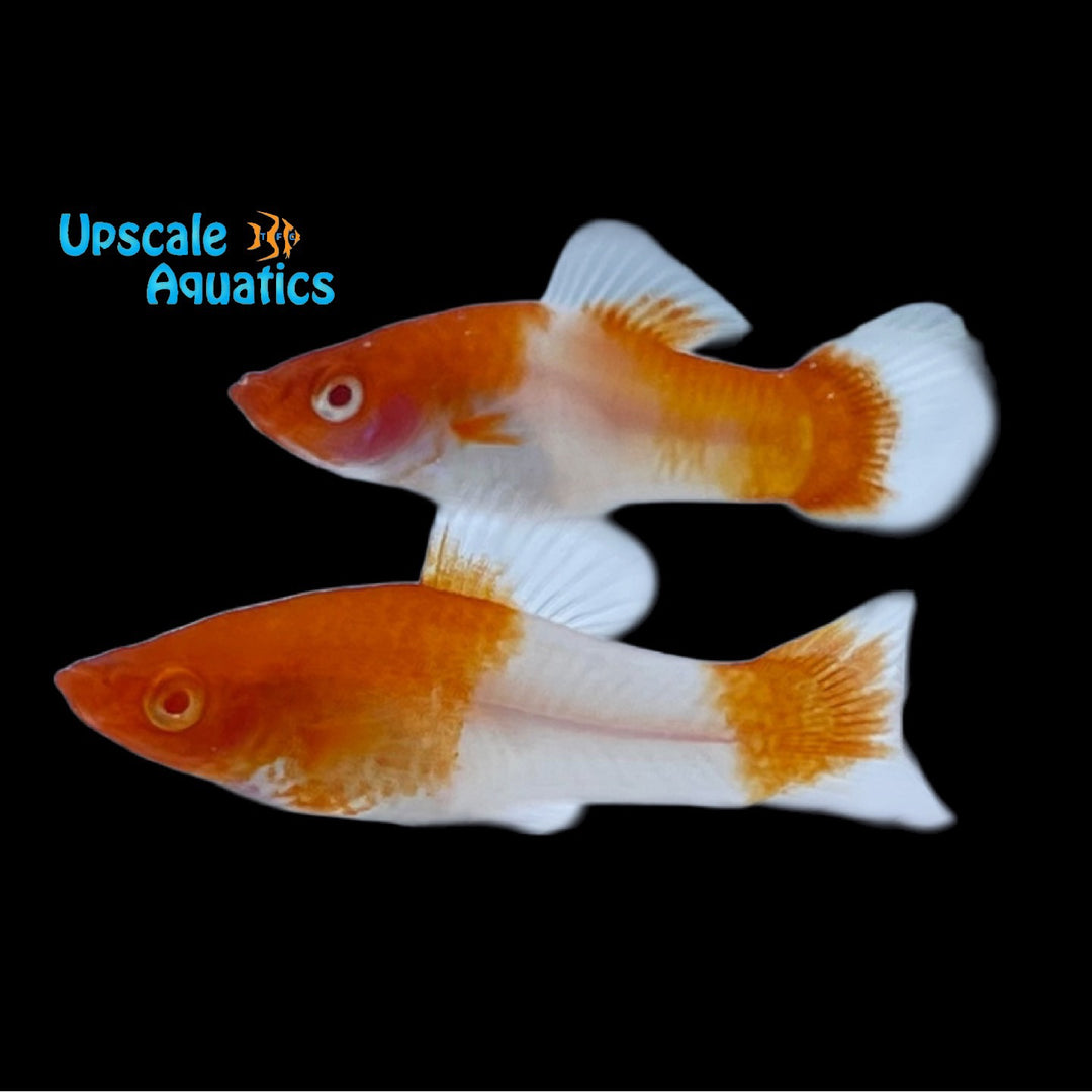 Albino Koi Kohaku Swordtail (Xiphophorus helleri)