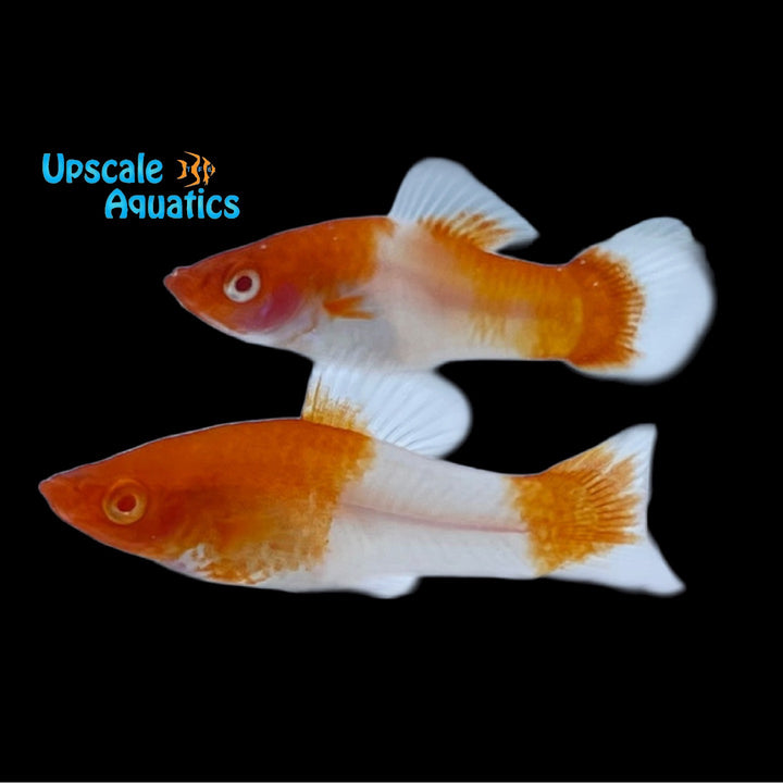 Albino Koi Kohaku Swordtail (Xiphophorus helleri)
