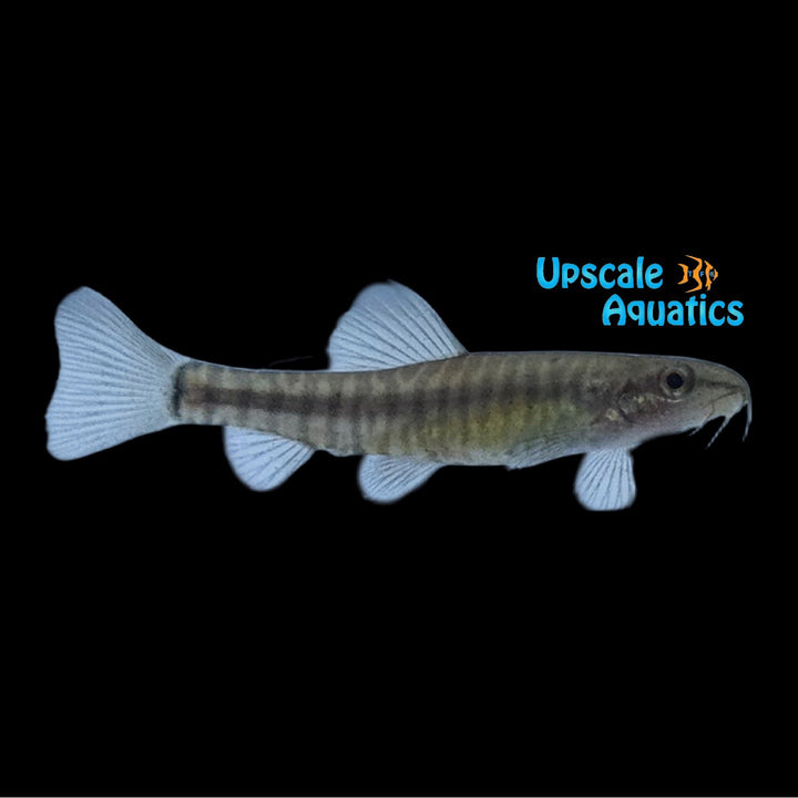 Pygmy Multi-Stripe Loach (Micronemacheilus cruciatus)