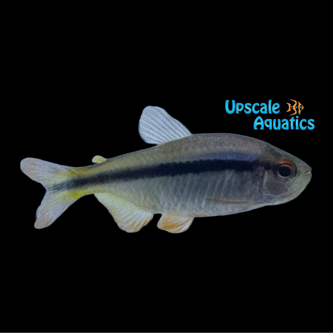 Lapis Tetra 'Captive Bred' (Hyphessobrycon cyanotaenia)