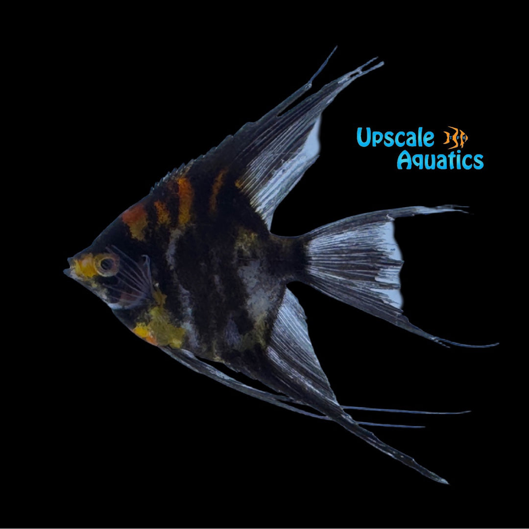 Orange Marbled Black Angelfish (Pterophyllum scalare)