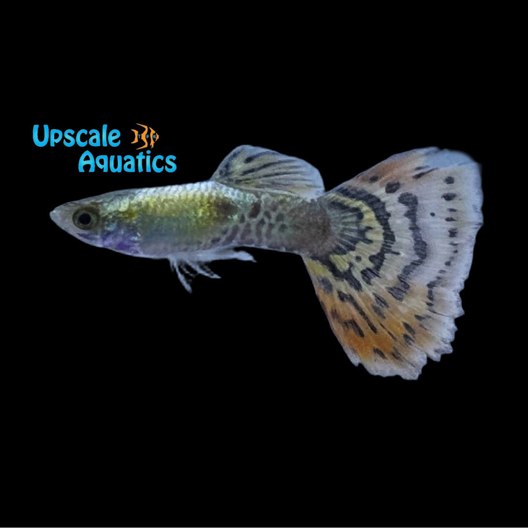 Platinum Galaxy Cobra Guppy (Poecilia reticulata)