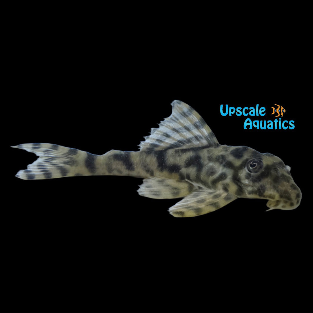 Orange Tiger Pleco LDA086 (Peckoltia wernekei)