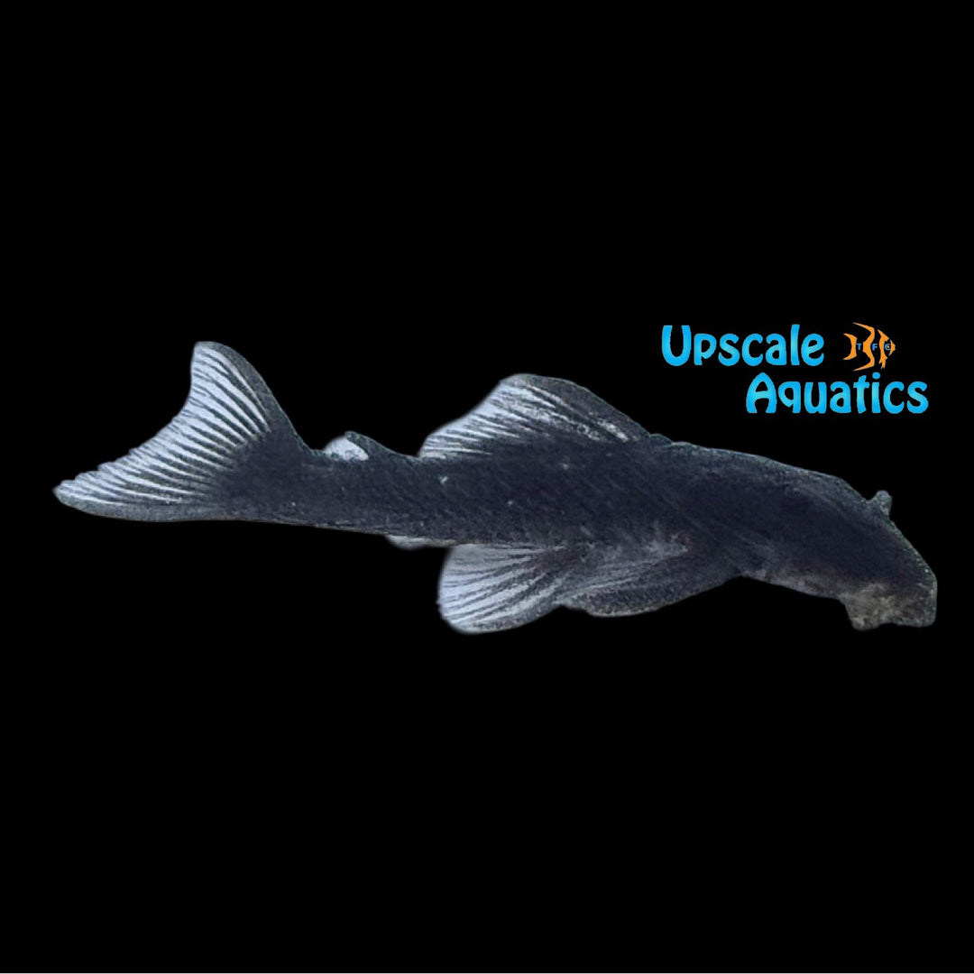 Dwarf Spiny Pleco L280 (Hypancistrus vandragti)