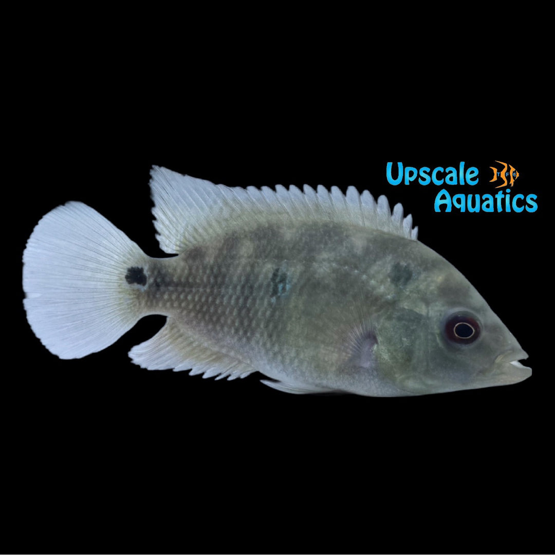 Trimac Cichlid 'Rio Tehuantepec' (Cichlasoma trimaculatum)