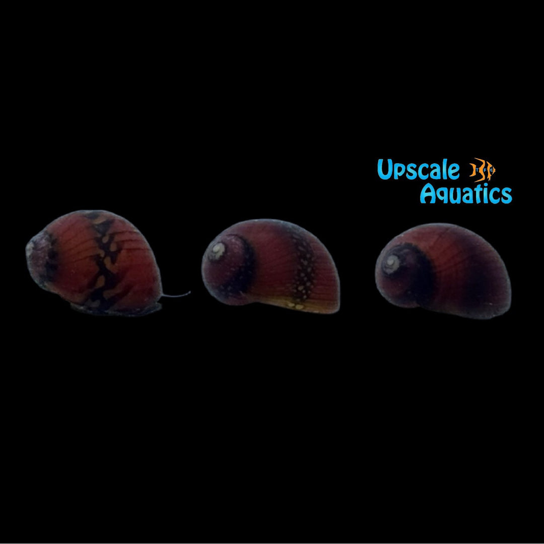 Red Racer Nerite Snail 'Raja Ampat' (Vittina waigiensis)