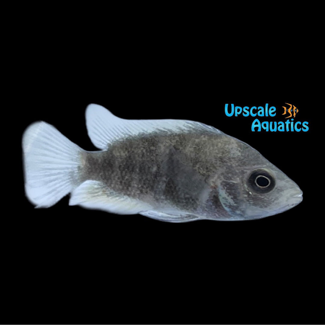 Black Devil Cichlid (Amphilophus sagittae)
