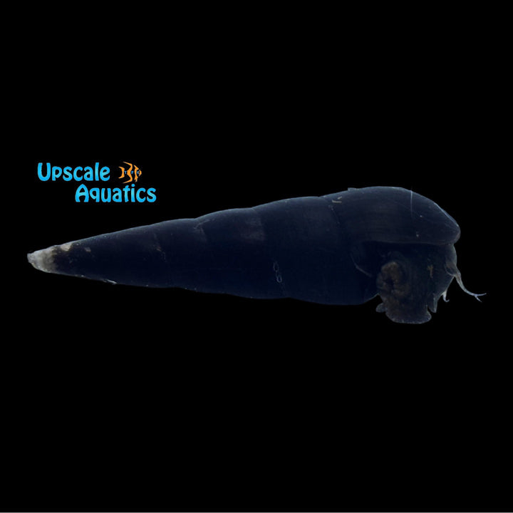 Black Devil Snail (Faunus ater)
