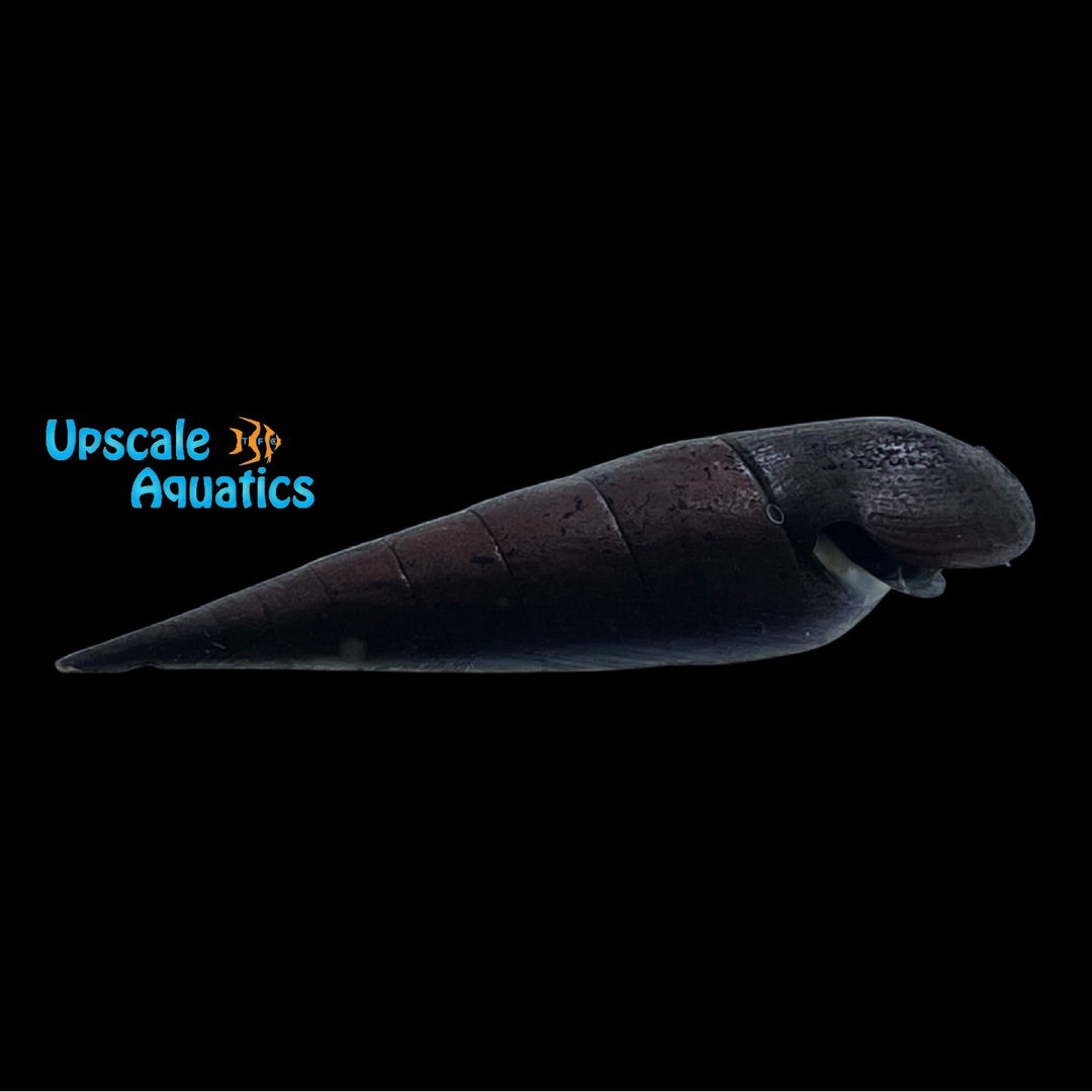 Black Devil Snail (Faunus ater)
