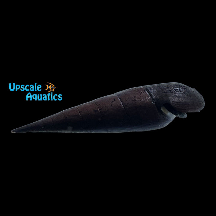 Black Devil Snail (Faunus ater)