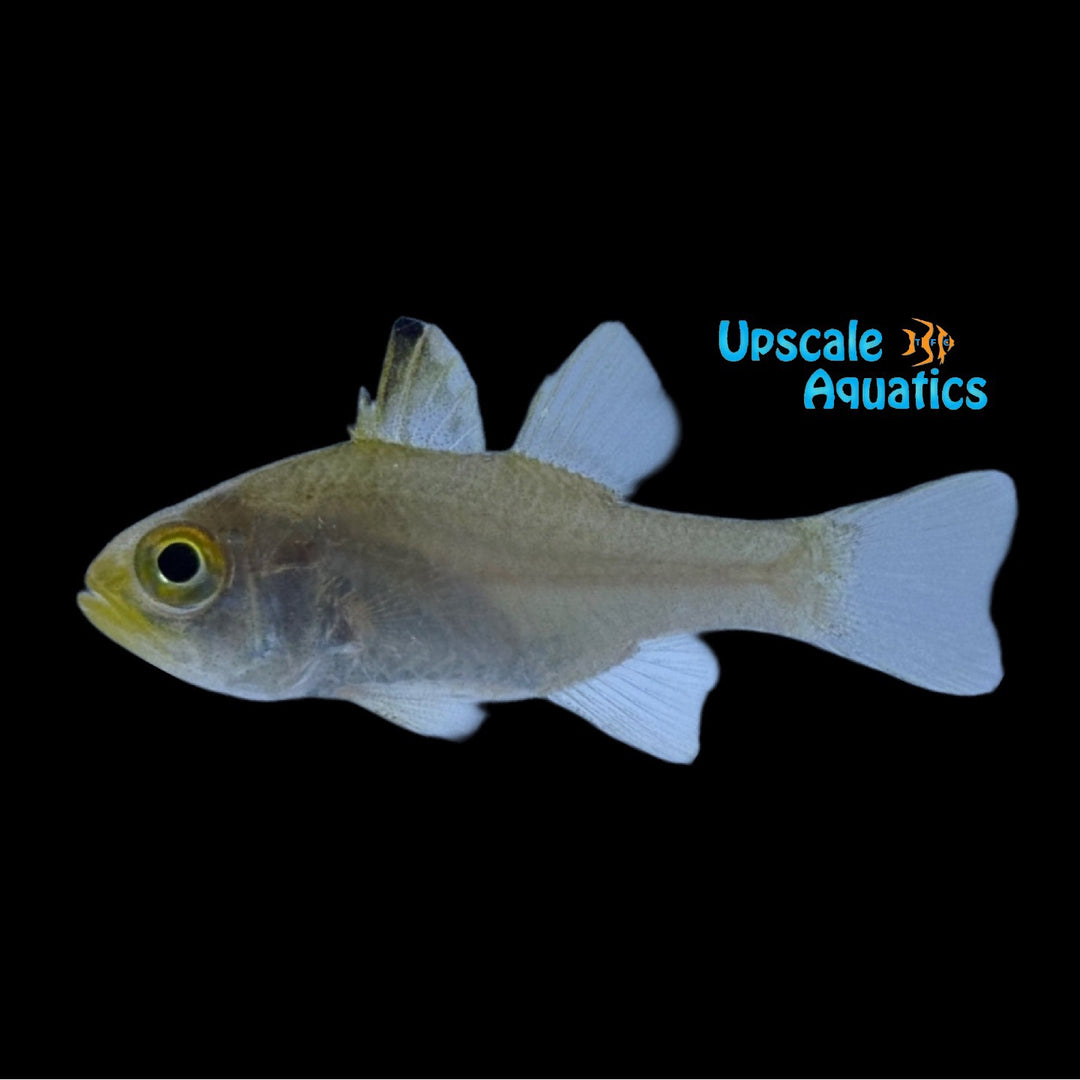 Frostfin Cardinalfish (Ostorhinchus hoevenii)