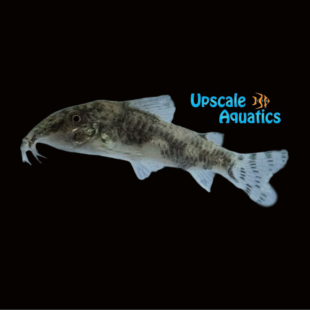 Barbatus Cory 'Captive Bred' (Scleromystax barbatus)