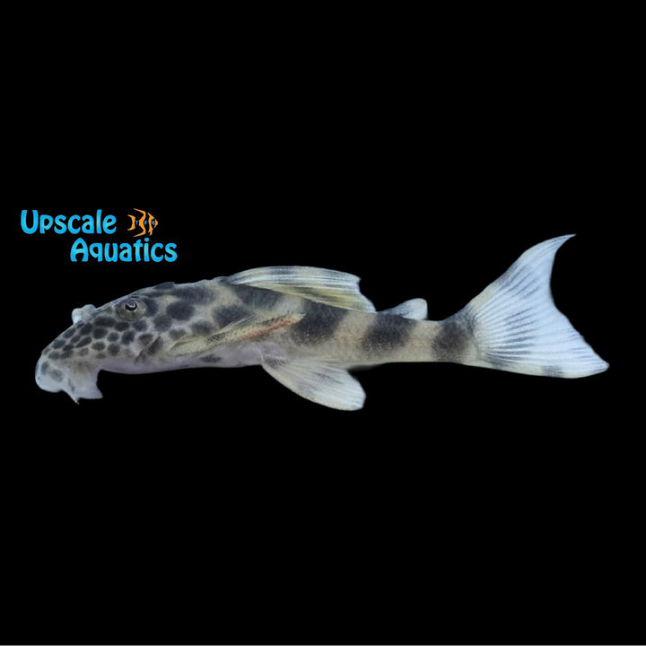 Tangerine Tiger Pleco L387 (Peckoltia sp.)