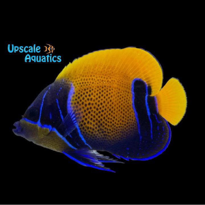 Majestic Angelfish - Adult (Pomacanthus navarchus)