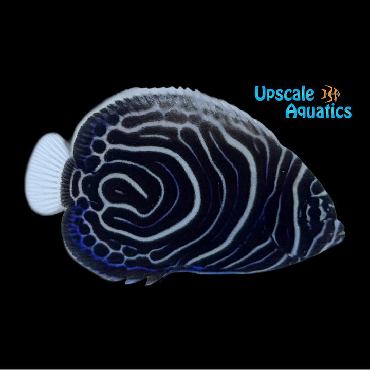 Emperor Angelfish - Juvenile 'Captive Bred' (Pomacanthus imperator)
