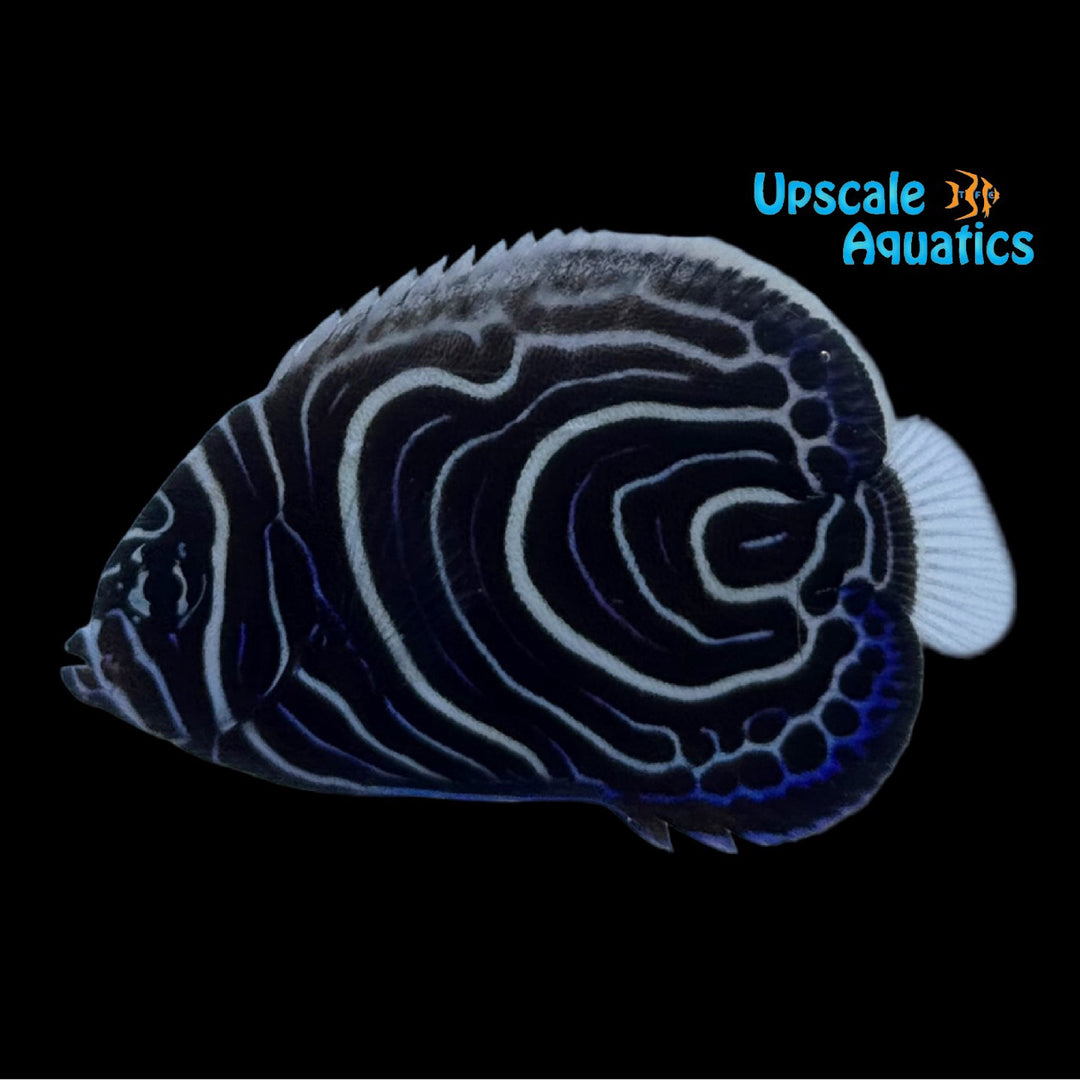 Emperor Angelfish - Juvenile 'Captive Bred' (Pomacanthus imperator)