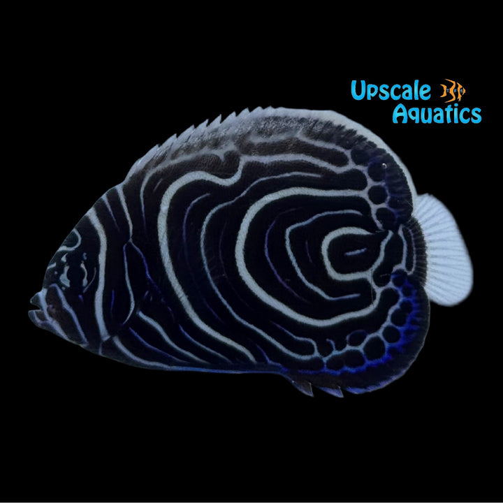 Emperor Angelfish - Juvenile 'Captive Bred' (Pomacanthus imperator)