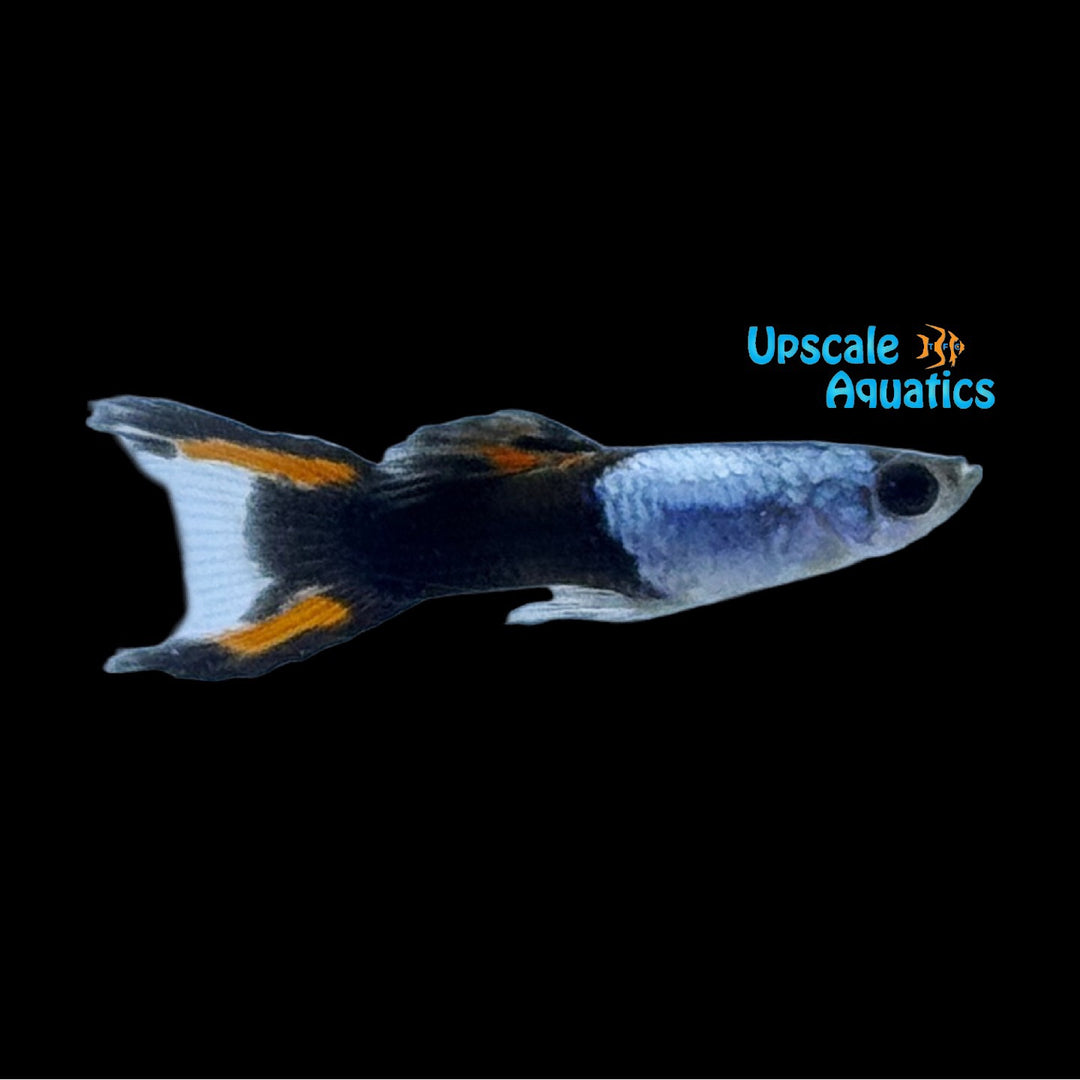Platinum Black Flame Lyretail Guppy (Poecilia reticulata)