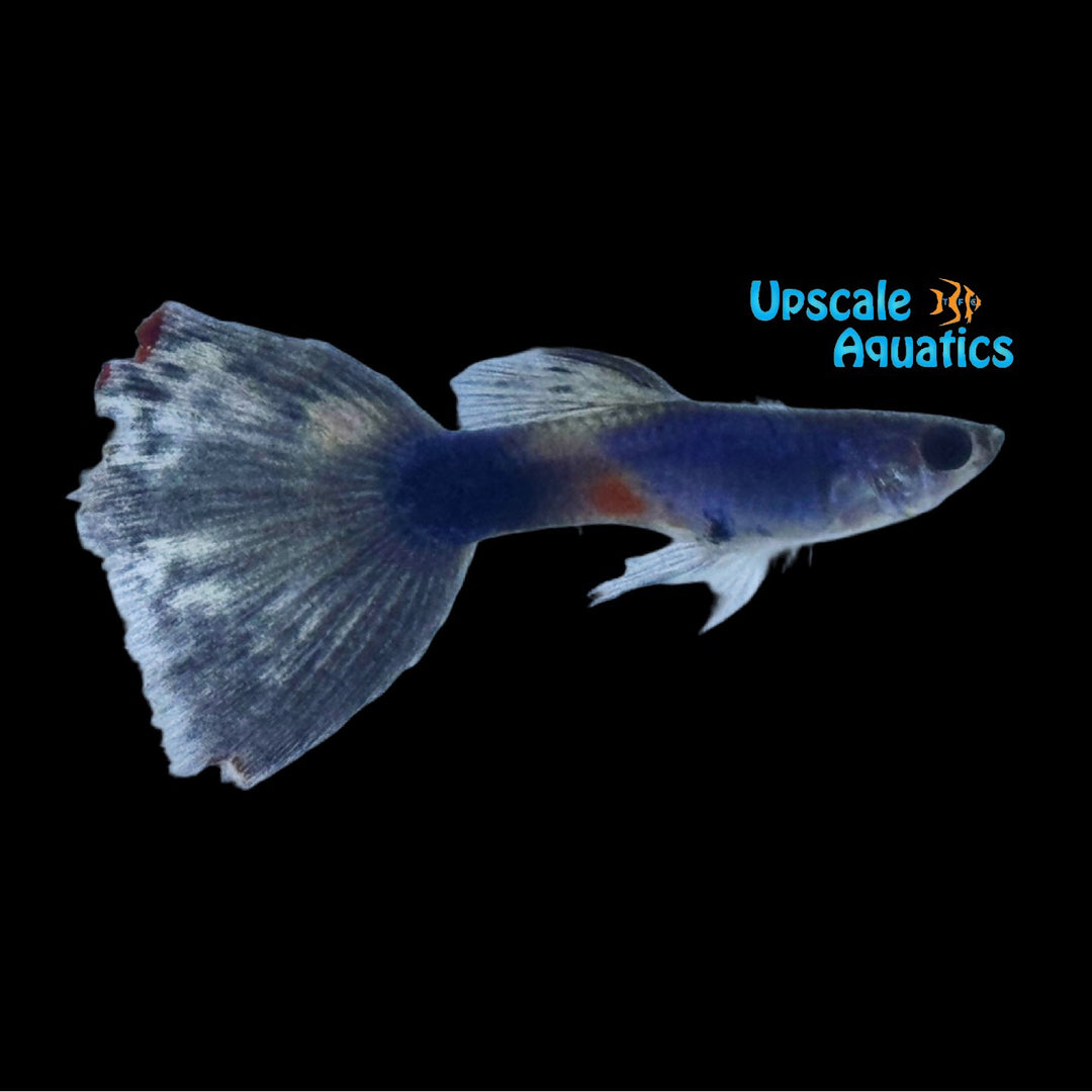Lazuli Blue Guppy (Poecilia reticulata)