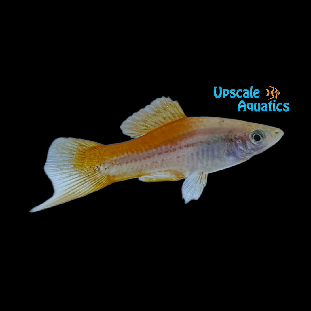 Pineapple Candy Swordtail (Xiphophorus helleri)