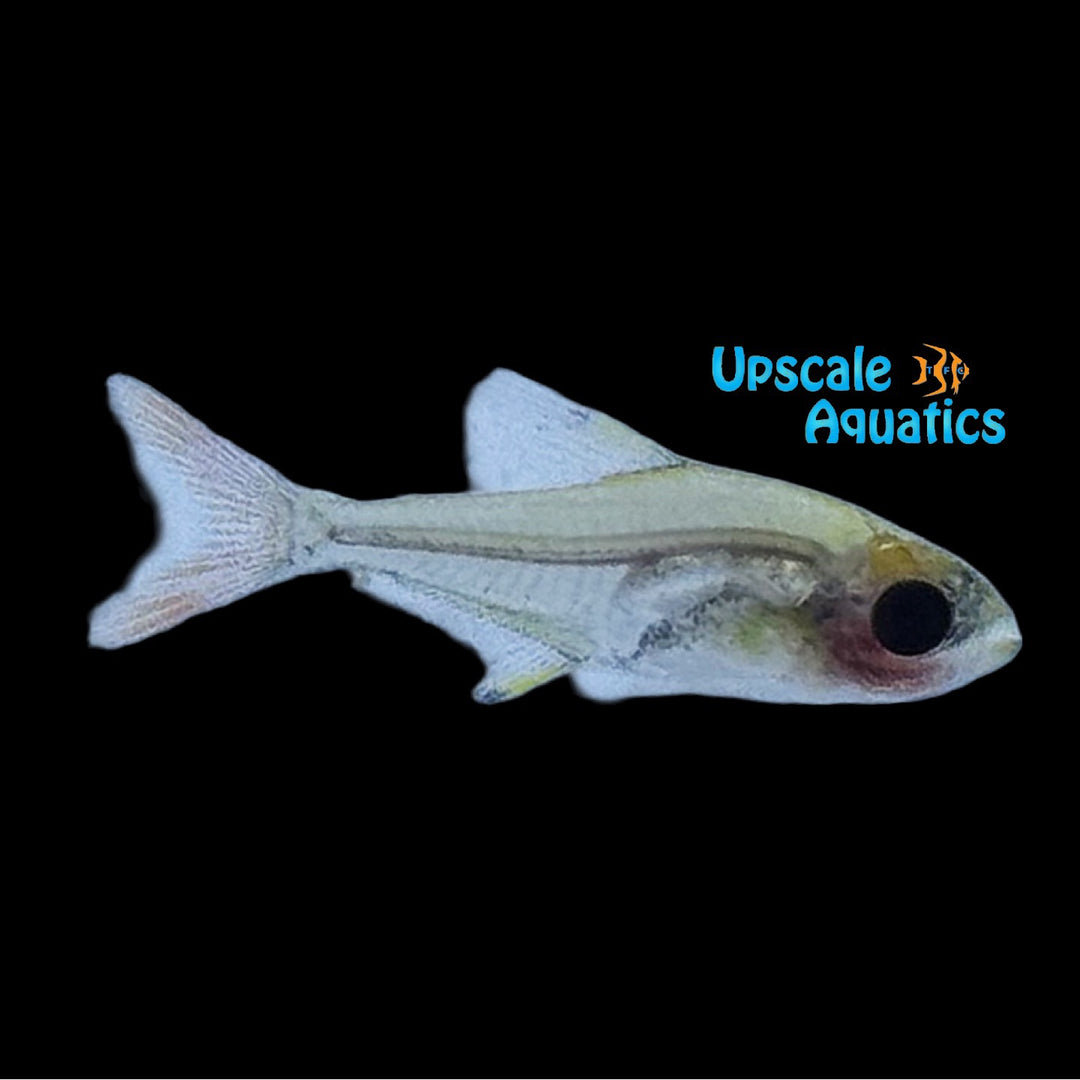 X-Ray Tetra (Pristella maxillaris)