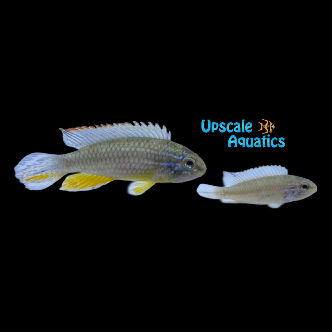 Tefe Red Back Apisto. Agassizii (Apistogramma agassizii 'Tefe Red Back')