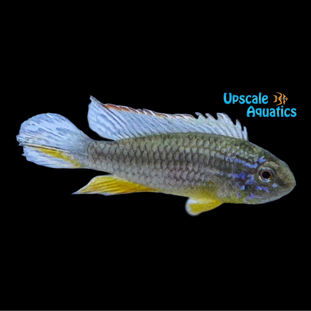 Tefe Red Back Apisto. Agassizii (Apistogramma agassizii 'Tefe Red Back')