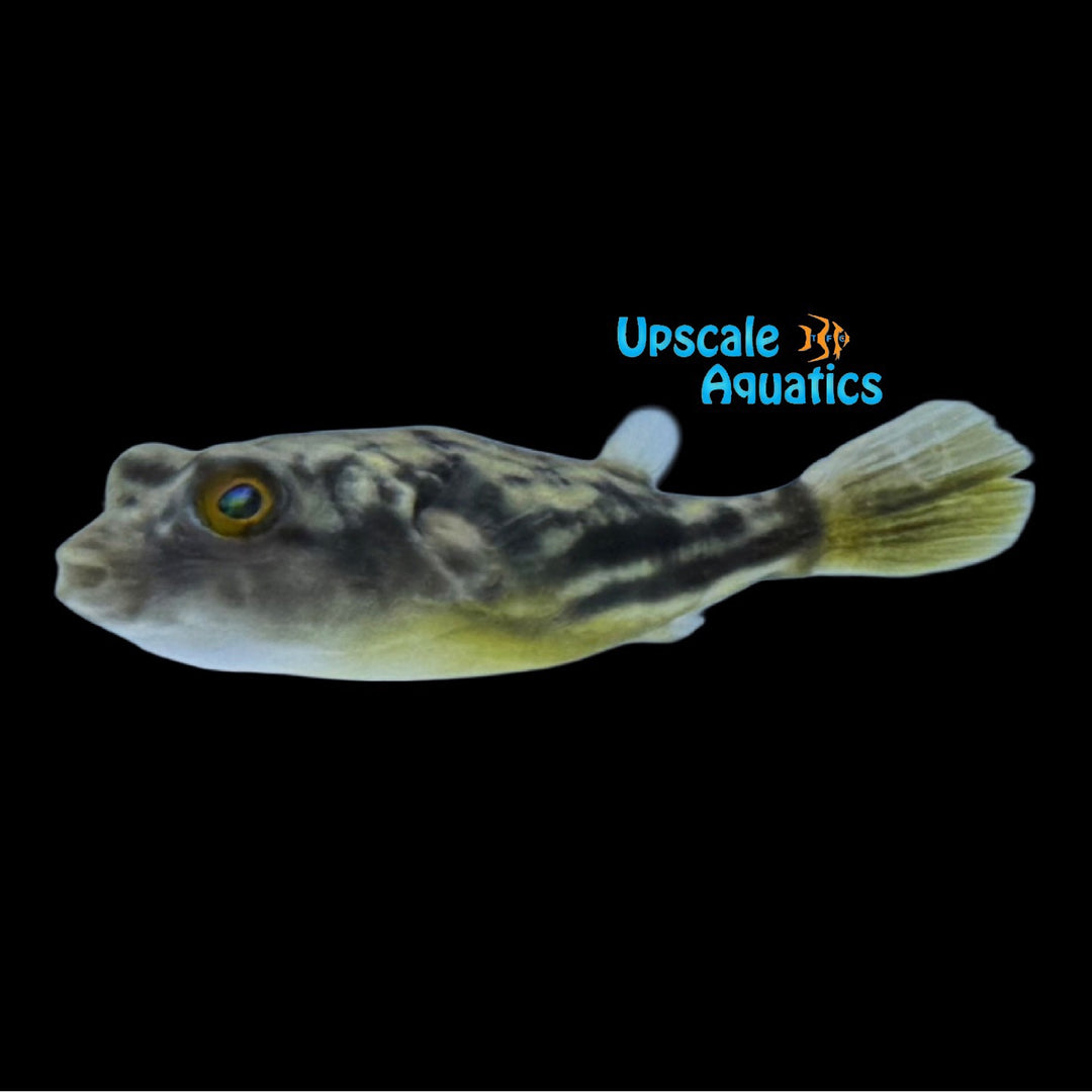 Fahaka Puffer 'Captive Bred' (Tetraodon lineatus)
