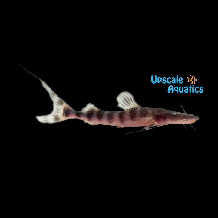 Tigrinus Catfish (Brachyplatystoma tigrinum)