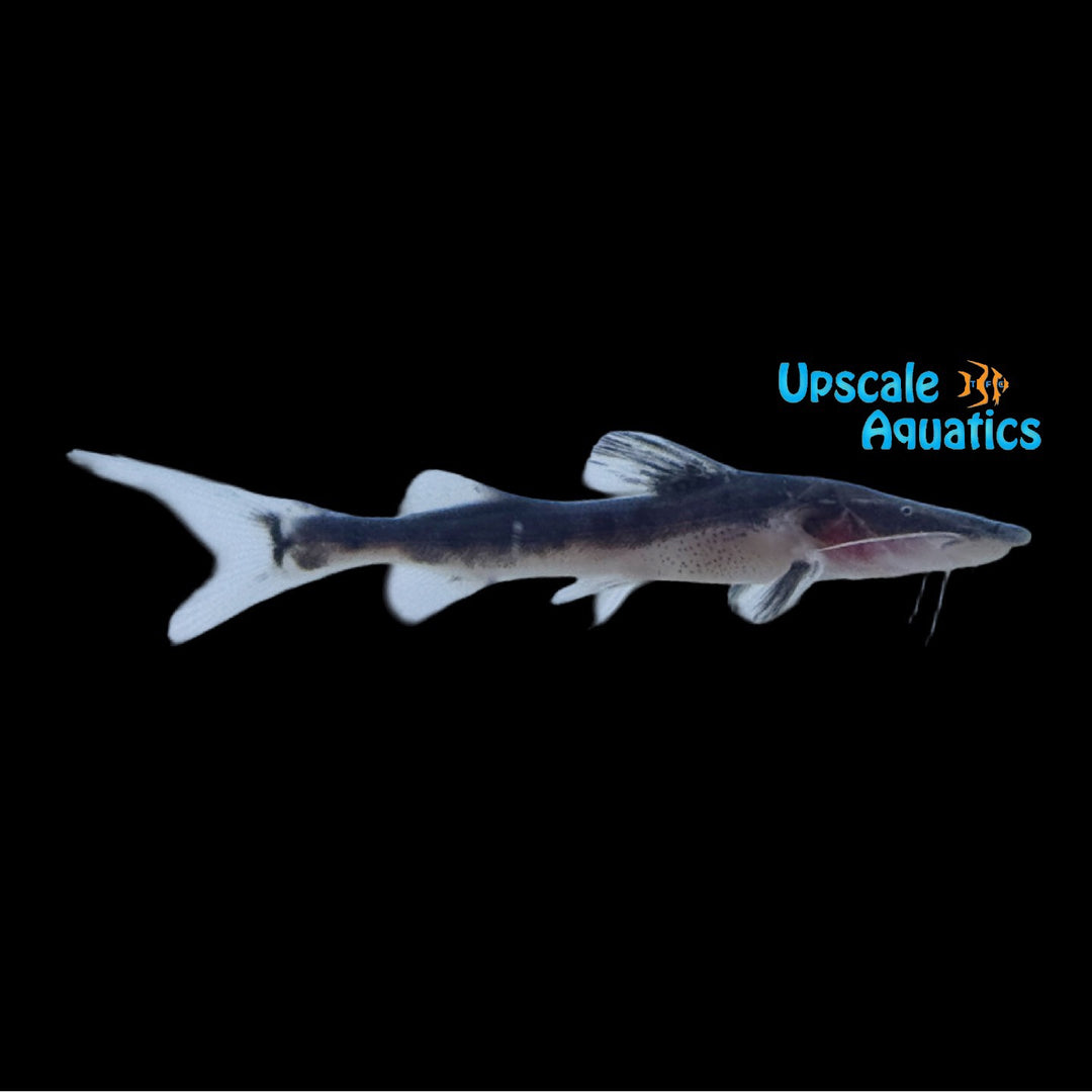 Tigrinus Catfish (Brachyplatystoma tigrinum)