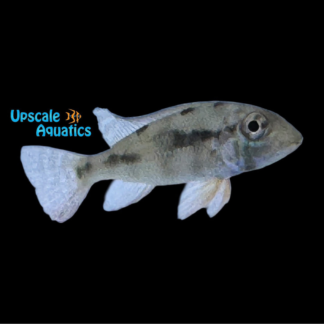 Geophagus Pyrineusi 'Teles Pires'