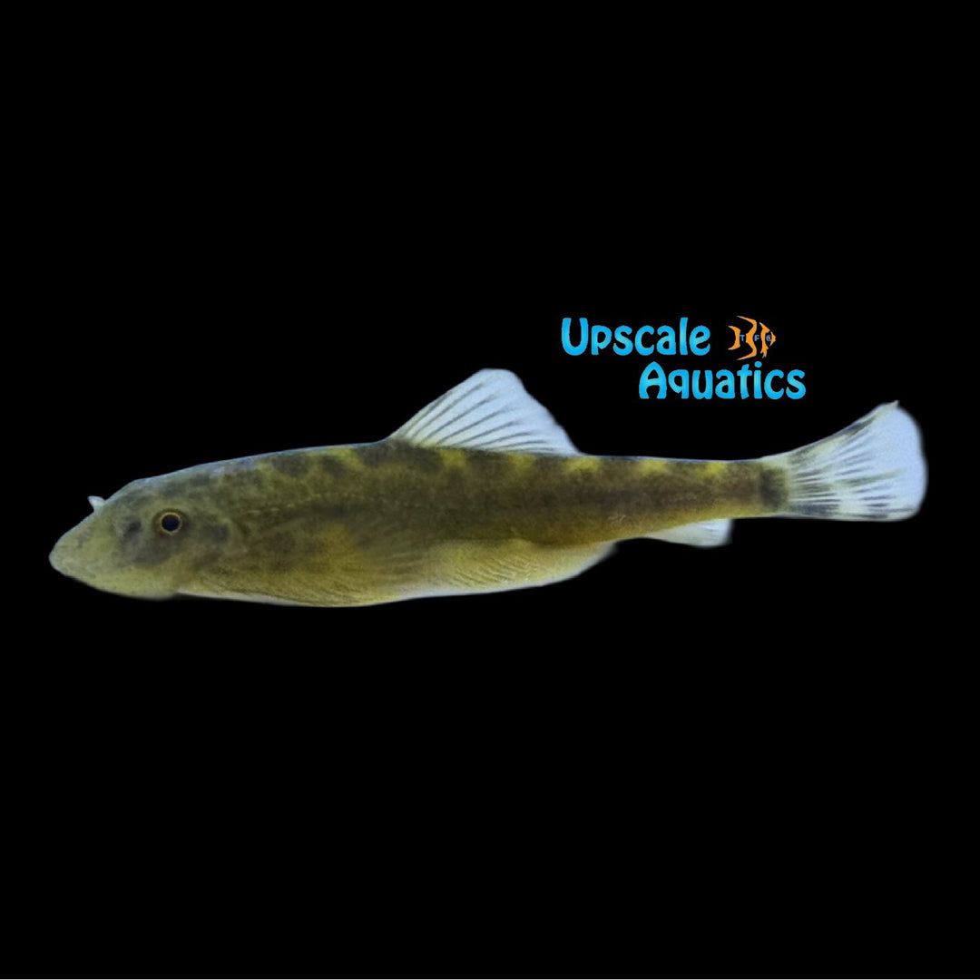 Minutus Hillstream Loach (Sinogastromyzon minutus)