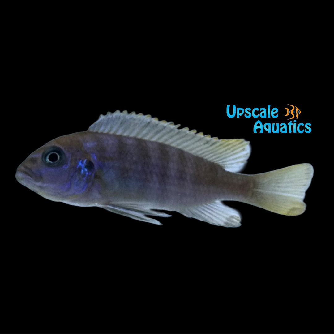 Zebra Chilumba 'Luwino Reef' (Metriaclima sp. Zebra Chilumba 'Luwino Reef')