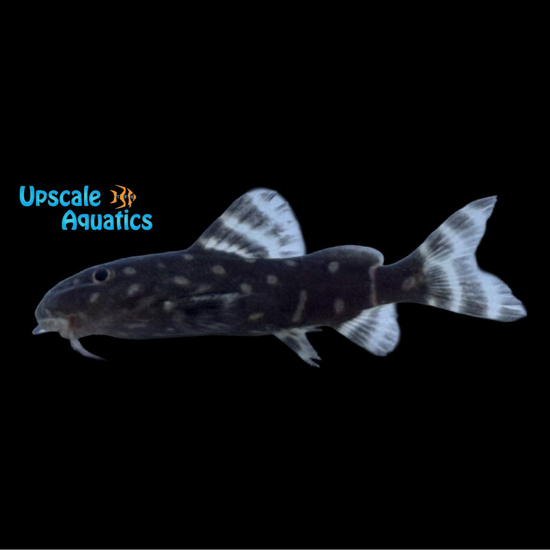 Synodontis Angelicus 'Captive Bred'