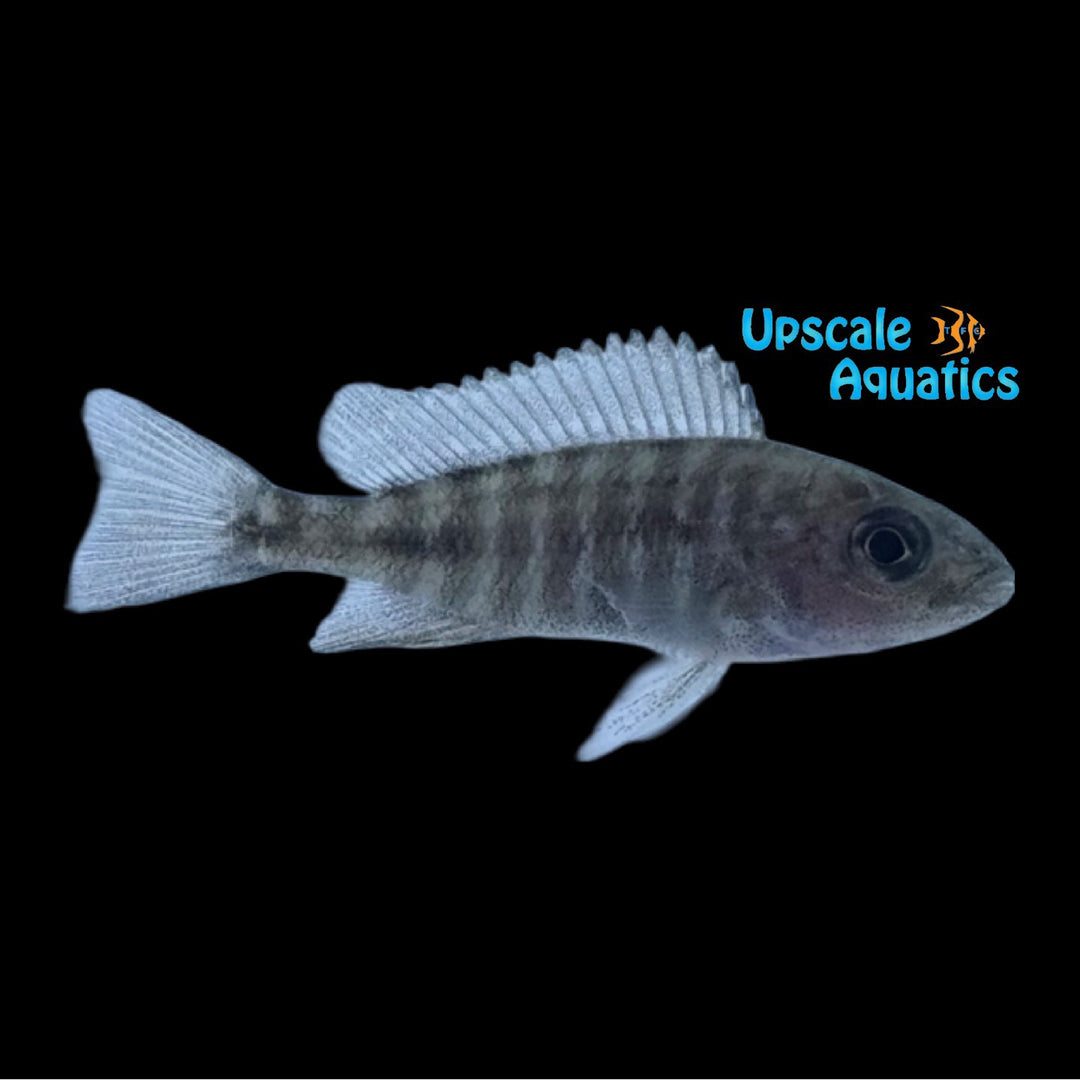 Trematocranus Peacock Cichlid (Aulonocara sp. Trematocranus Masinje)