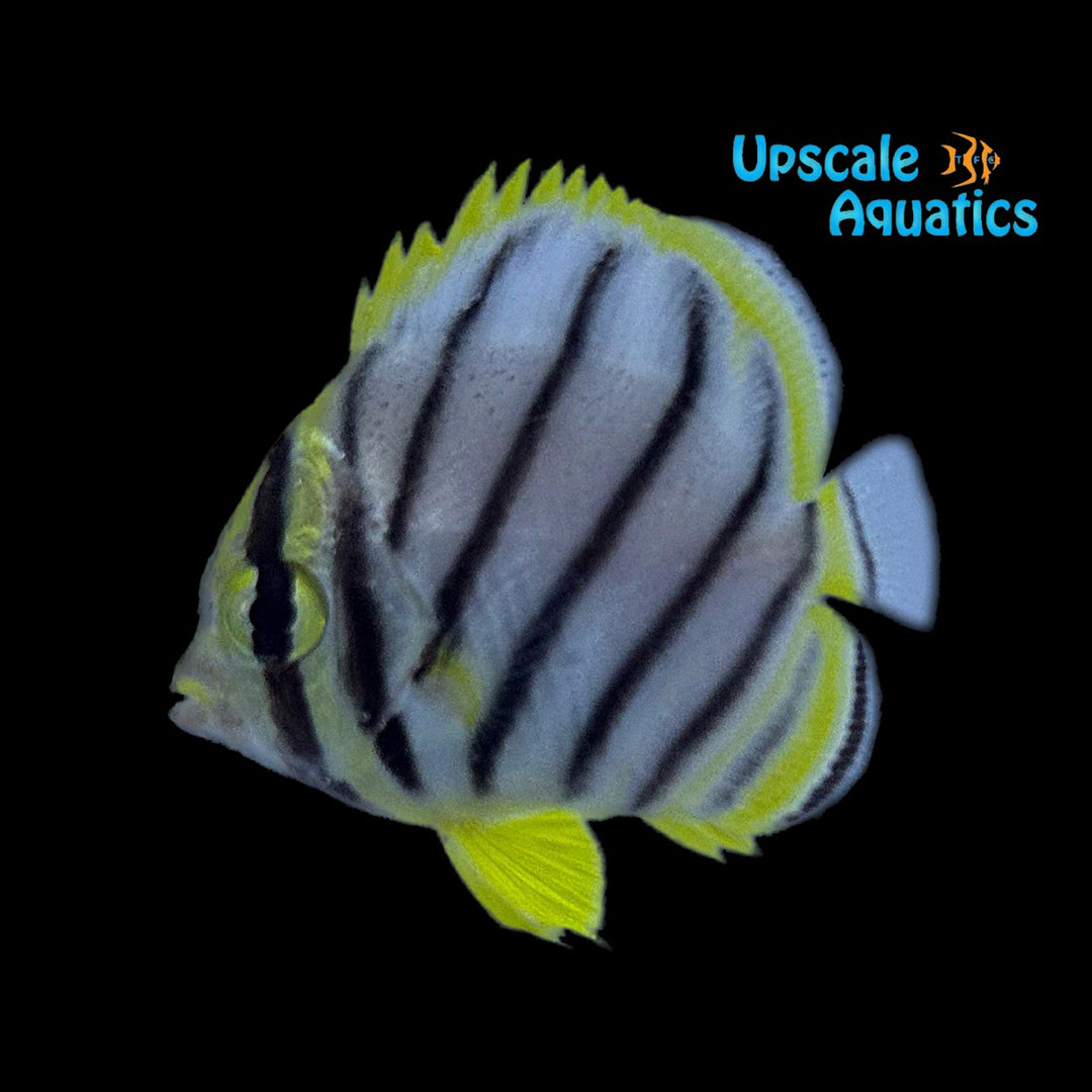 Scrawled Butterflyfish (Chaetodon meyeri)