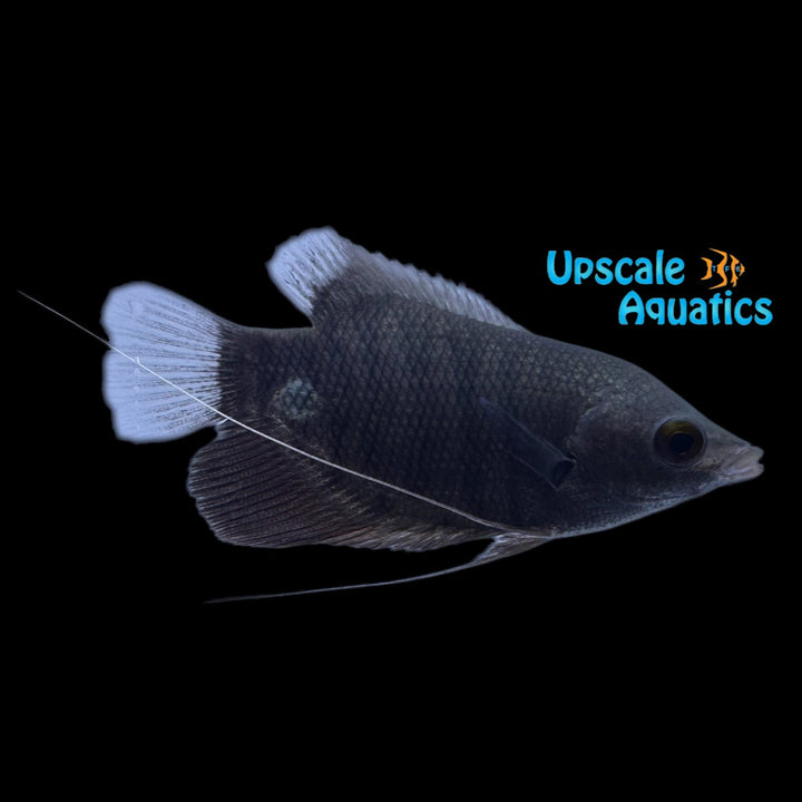Borneo Seven Line Giant Gourami (Osphronemus septemfasciatus)