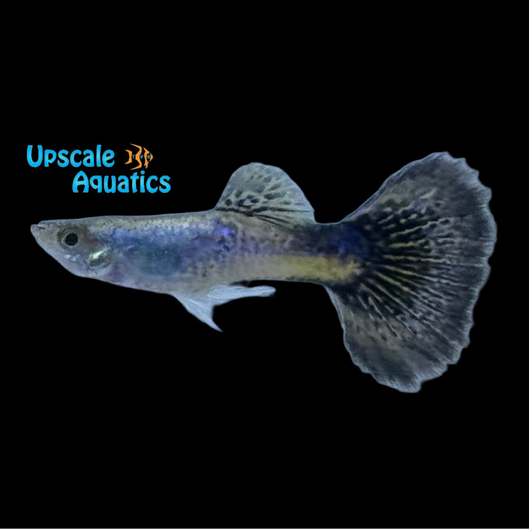 Blue Cobra Guppy (Poecilia reticulata)