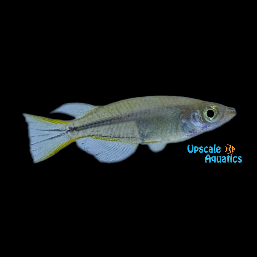 Yellowfin Ricefish (Oryzias profundicola)