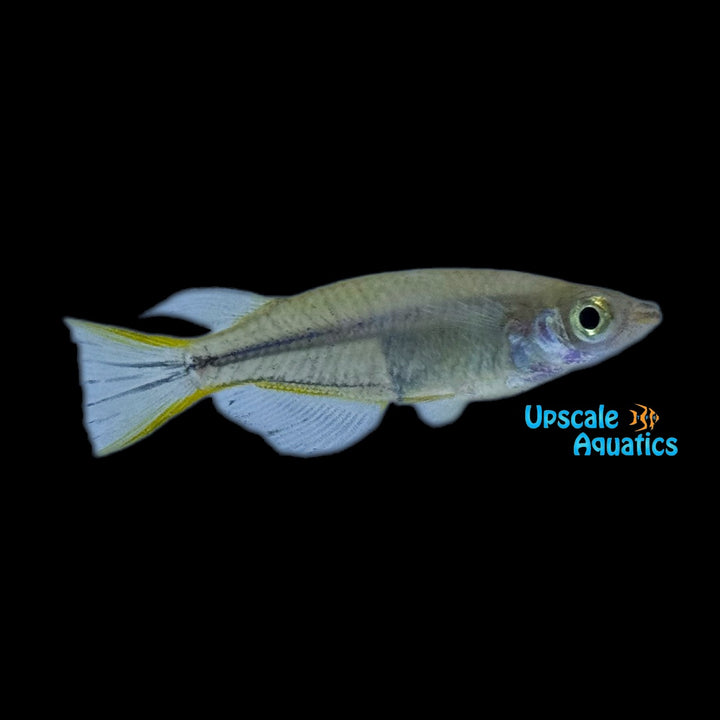 Yellowfin Ricefish (Oryzias profundicola)