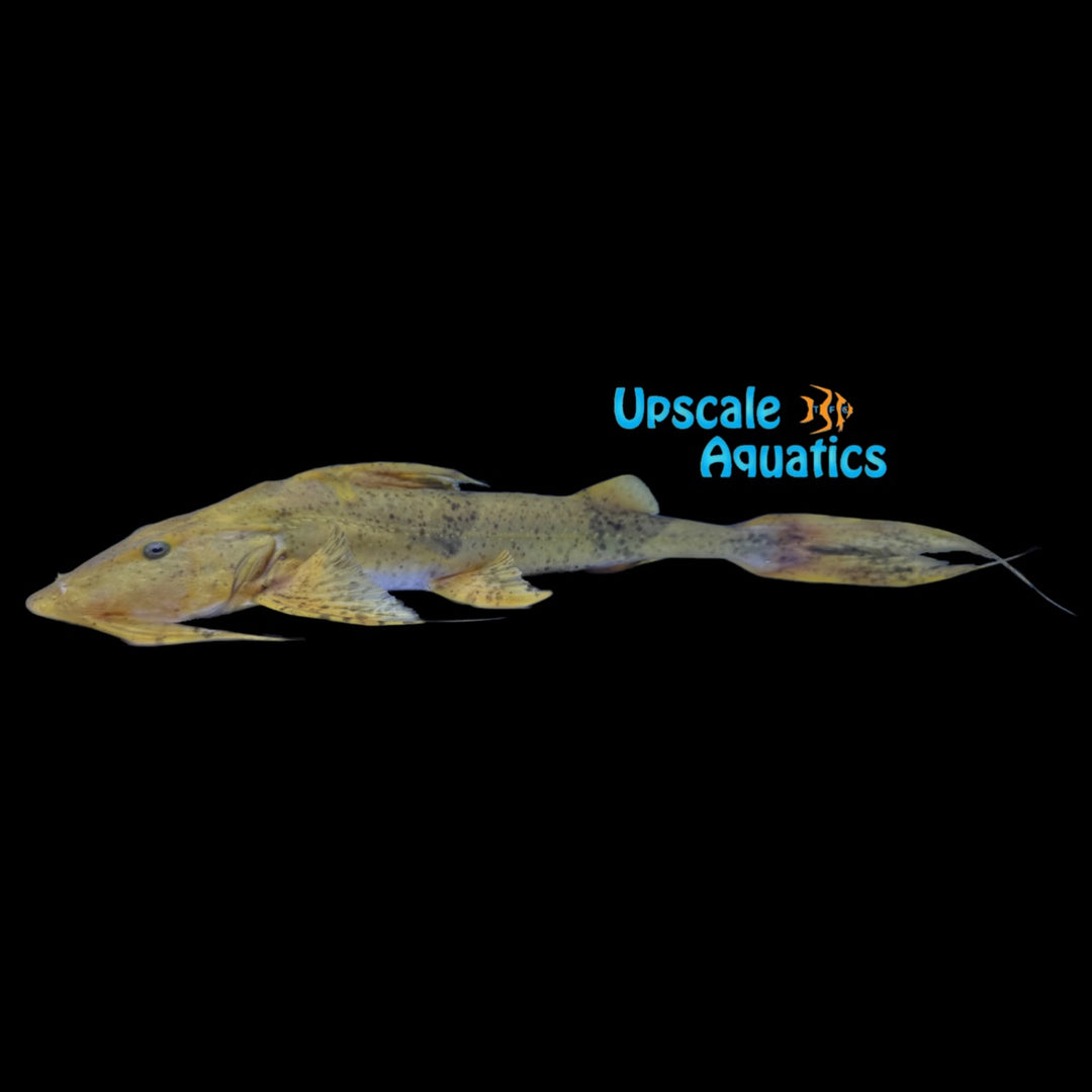 Borneo Goonch Catfish (Bagarius lica)