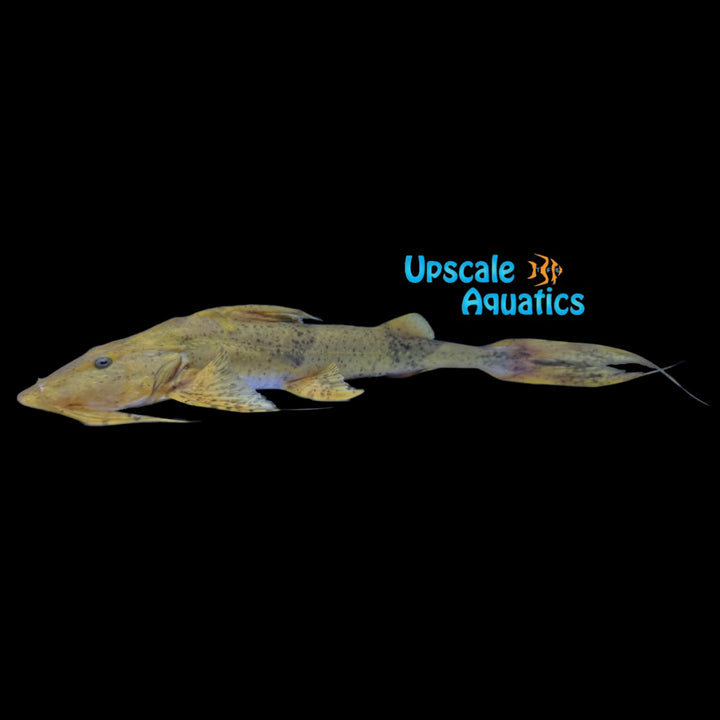 Borneo Goonch Catfish (Bagarius lica)